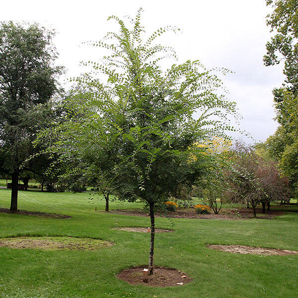 Emerald Flair Elm Tree