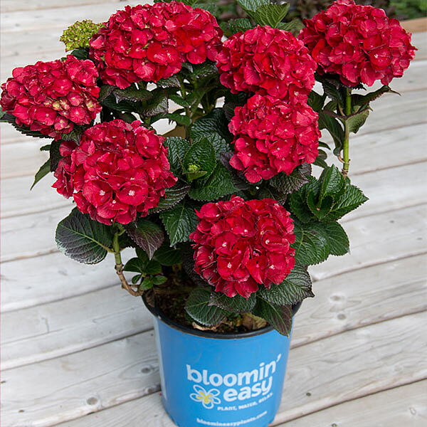 Cherry-Go-Round™ Hydrangea Shrub