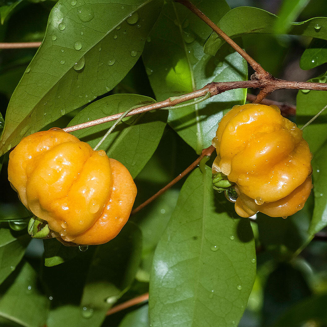 Star Cherry Tree