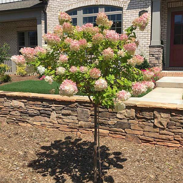 Vanilla Strawberry Hydrangea Tree