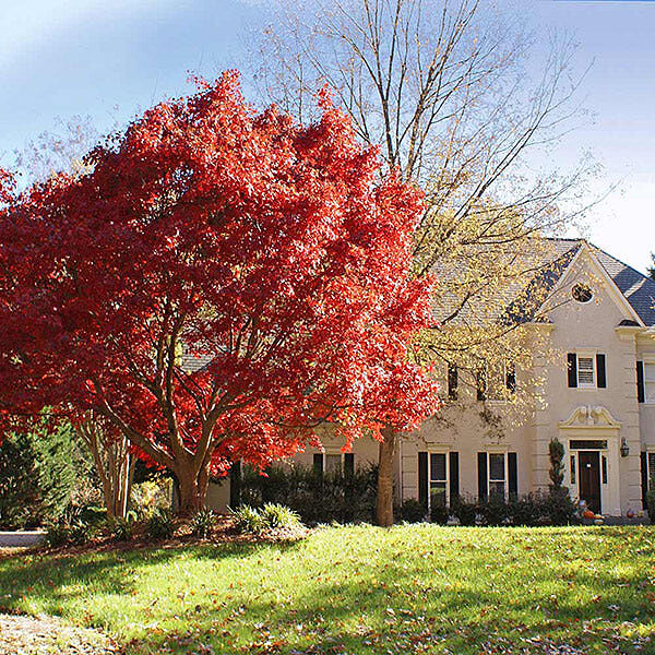 Red Japanese Maple Tree