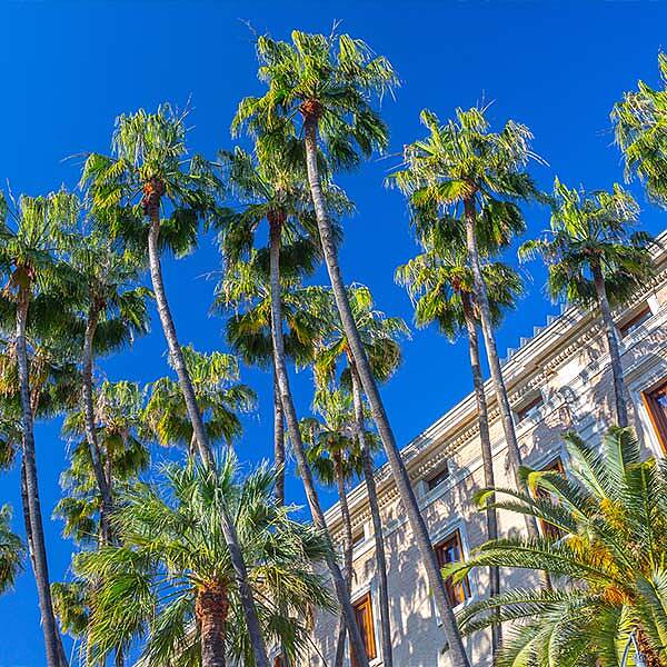 Mexican Fan Palm Tree