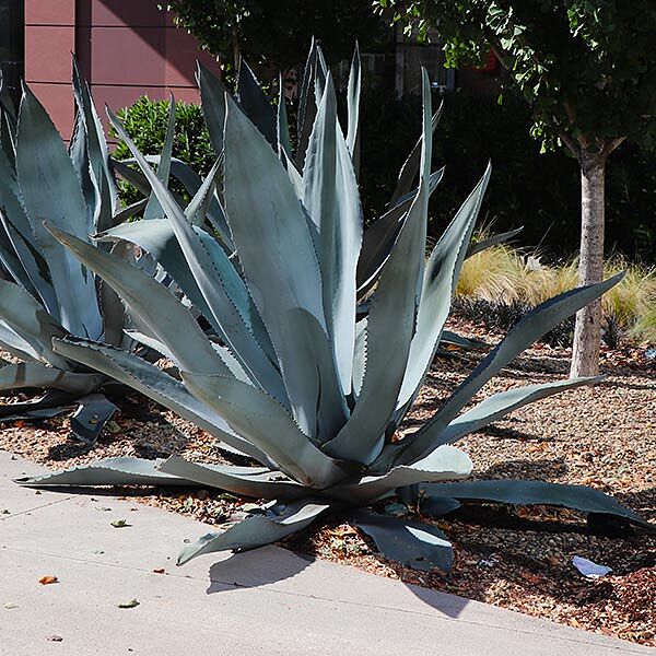 Century Plant