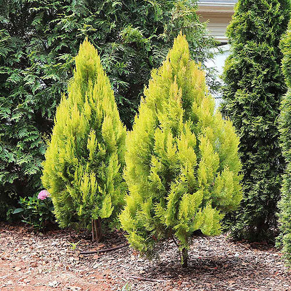 Southern Living® Forever Goldy™ Arborvitae Tree