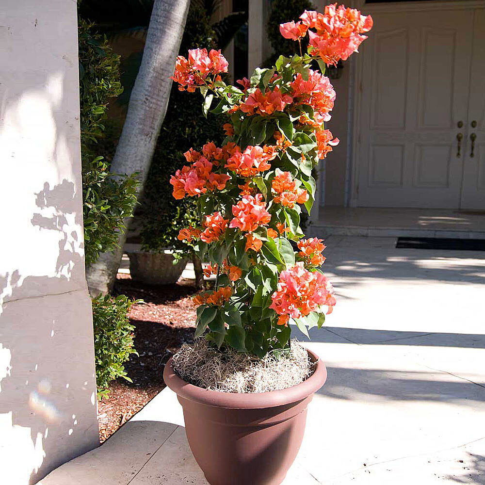 Sundown Orange Bougainvillea Vine