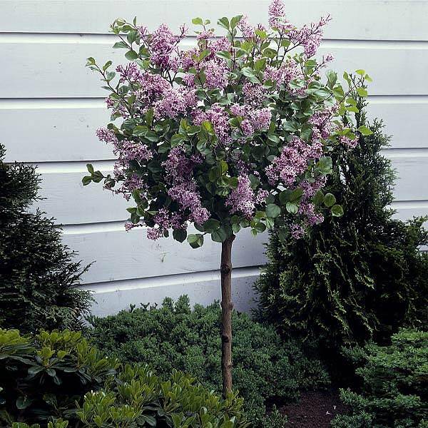 Dwarf Korean Lilac Tree