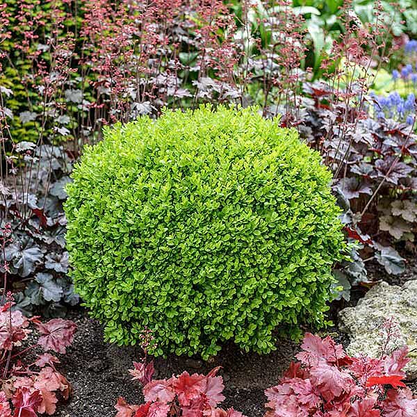 Green Velvet Boxwood Shrub