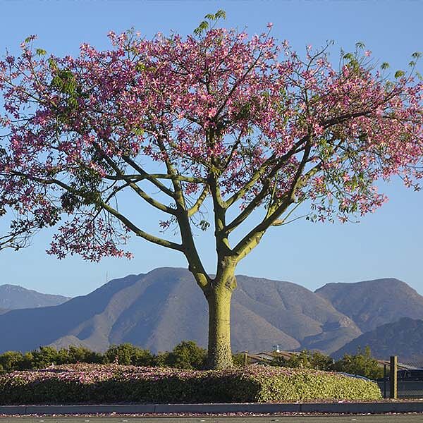 Pink Silk Floss Tree