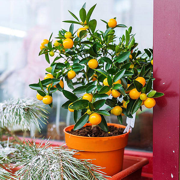 Kishu Mandarin Tree (Seedless)