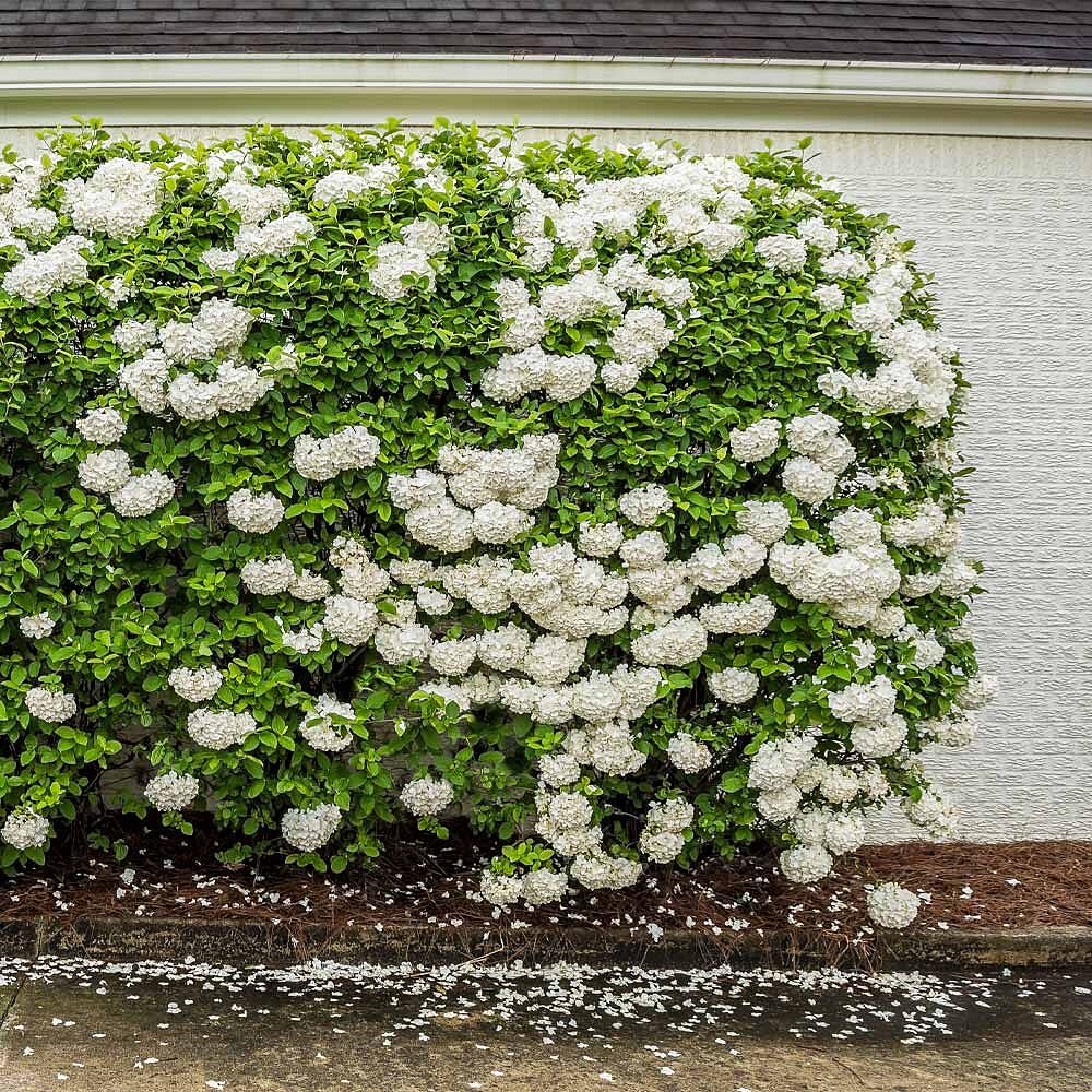 Chinese Snowball Bush