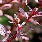 Rose Glow Barberry Shrub