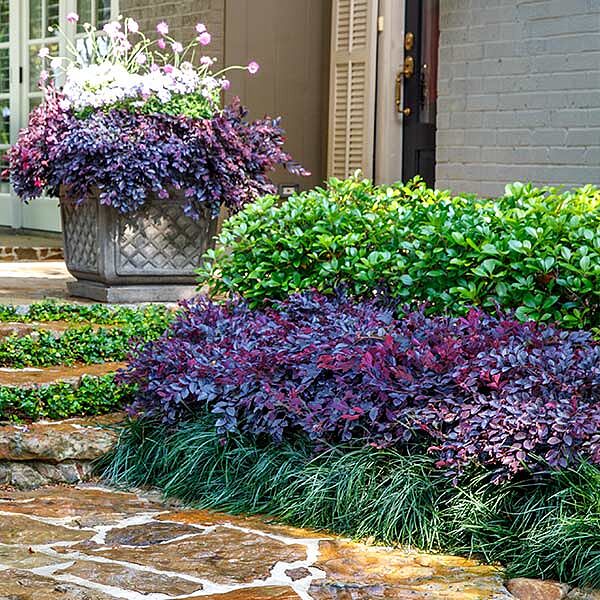Southern Living® Purple Daydream® Dwarf Loropetalum Shrub