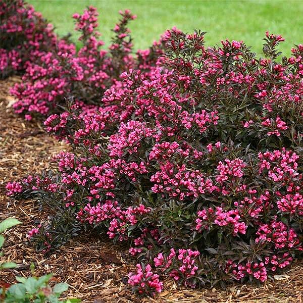 Proven Winners® Spilled Wine® Weigela Shrub