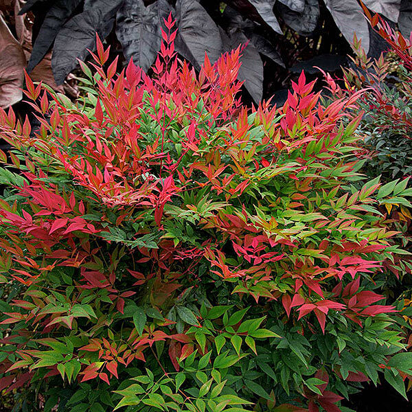 Southern Living® Obsession™ Nandina Shrub