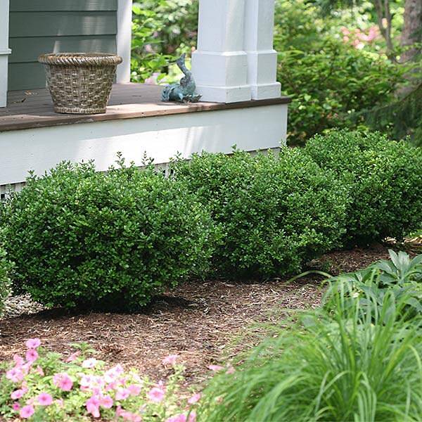 Proven Winners® Sprinter® Boxwood Shrub