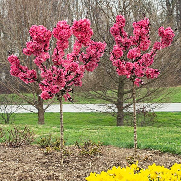 Ruby Ruffle™ Patio Peach Tree