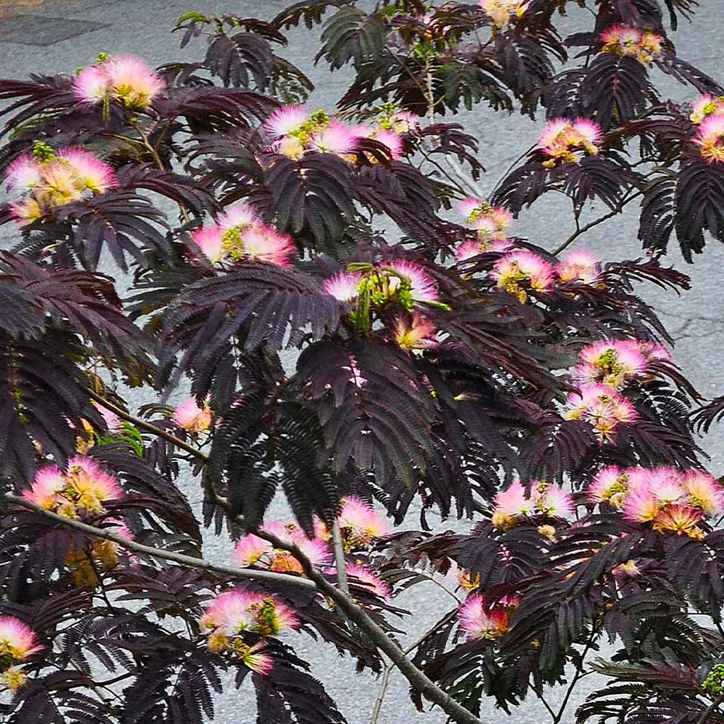 Bloomables® Summer Chocolate Mimosa Tree