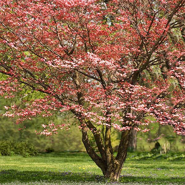 Red Dogwood Tree