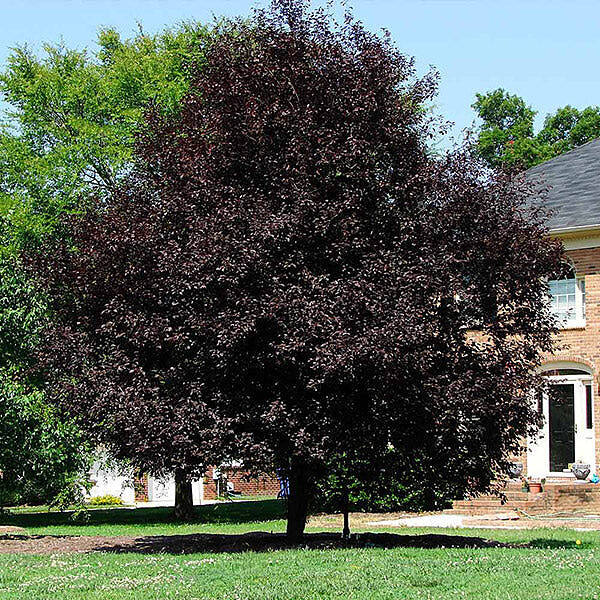 Thundercloud Plum Tree