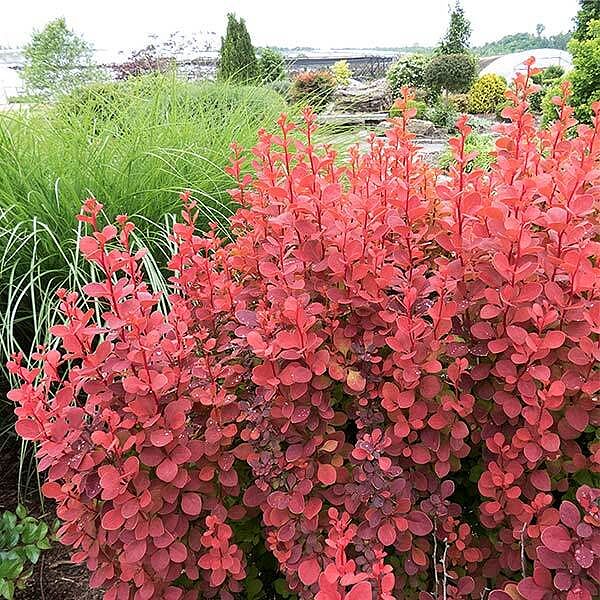 Southern Living® Orange Rocket Barberry Shrub