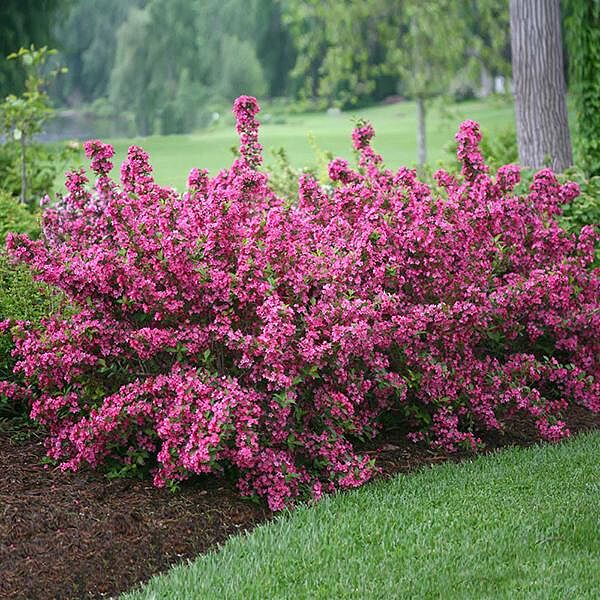Proven Winners® Sonic Bloom® Weigela Shrub