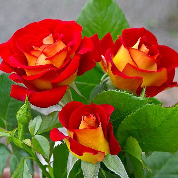 Ketchup and Mustard Rose Shrub