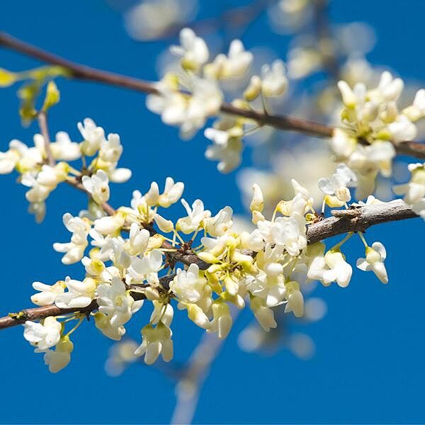 Vanilla Twist Redbud Tree