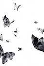 Product image for Shadow Flying Butterflies
