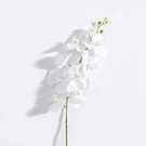 Product image for 4 x Real Touch Orchid 9 flowers White 100cm