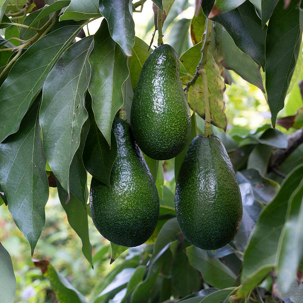 Catalina Avocado Tree