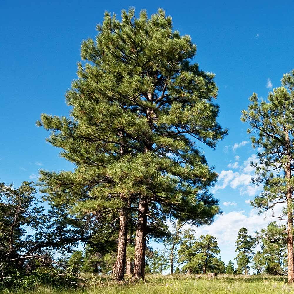 Black Hills Ponderosa Pine Tree