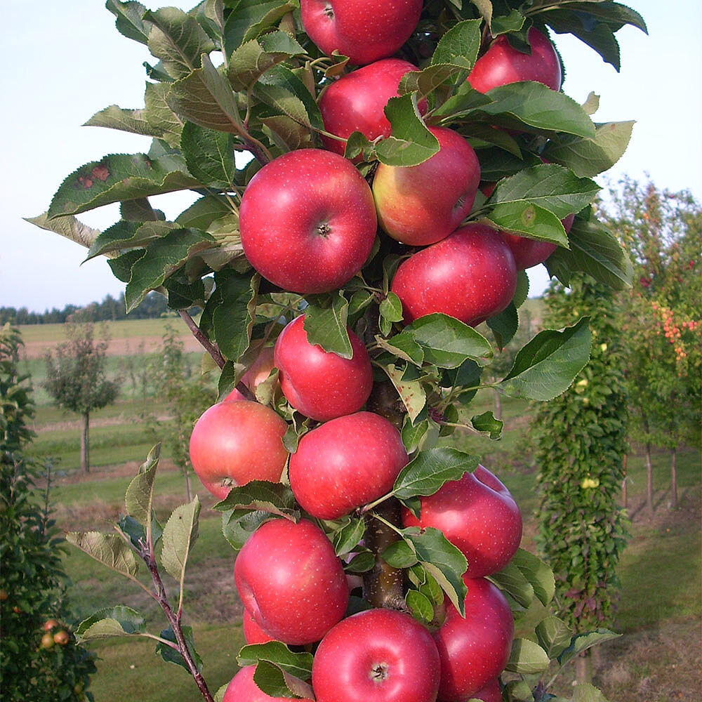 Fruit Snacks® Tasty Red™ Columnar Apple Tree