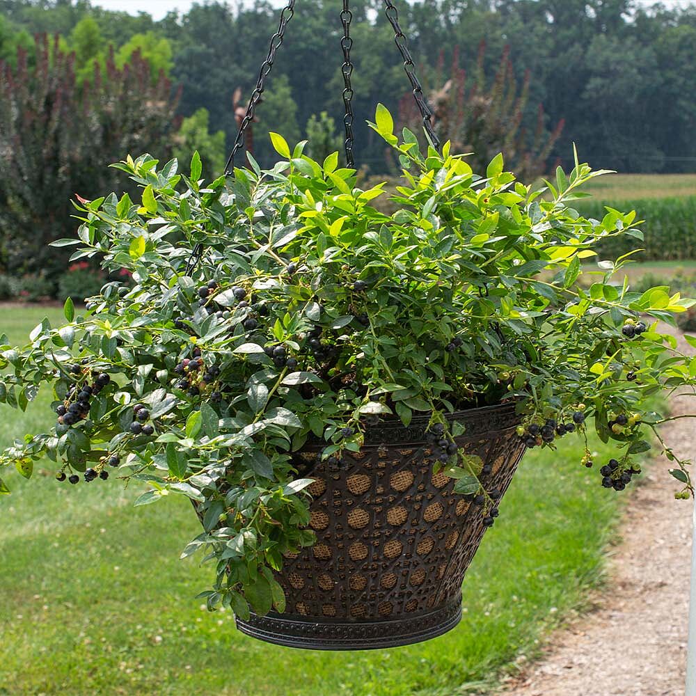 Bushel and Berry® Midnight Cascade Blueberry