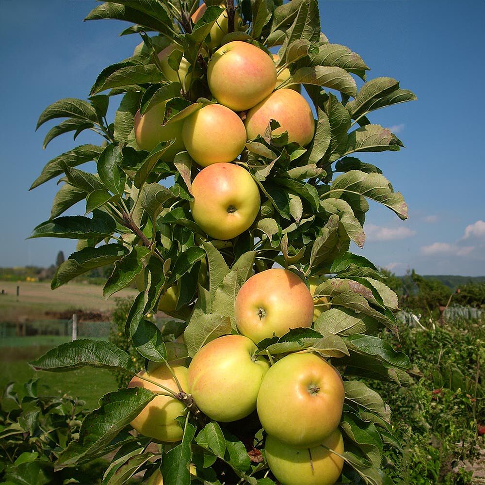 Fruit Snacks® Golden Treat™ Columnar Apple Tree