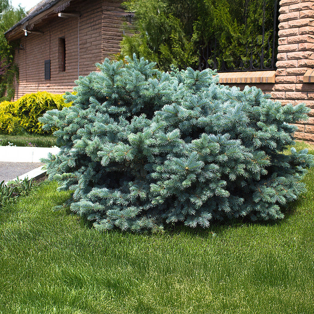 Dwarf Globe Blue Spruce