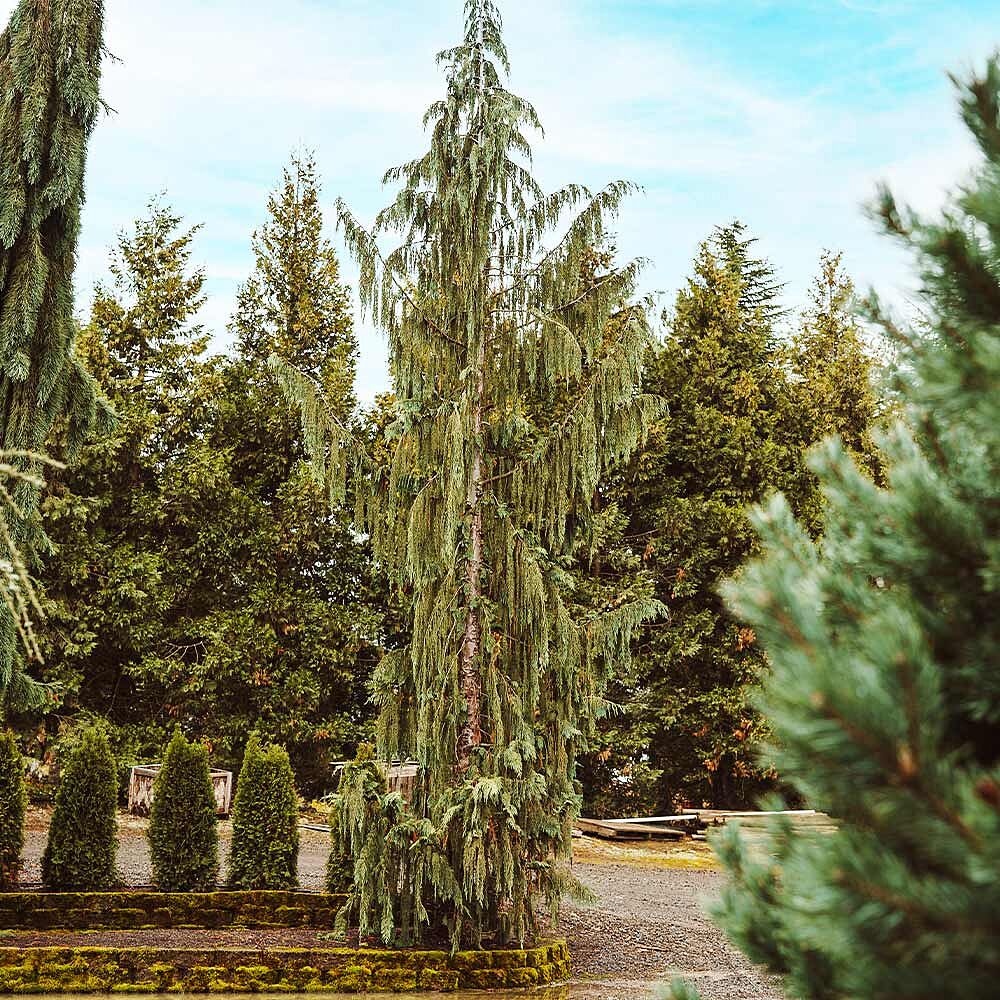 Blue Weeping Alaskan Cedar