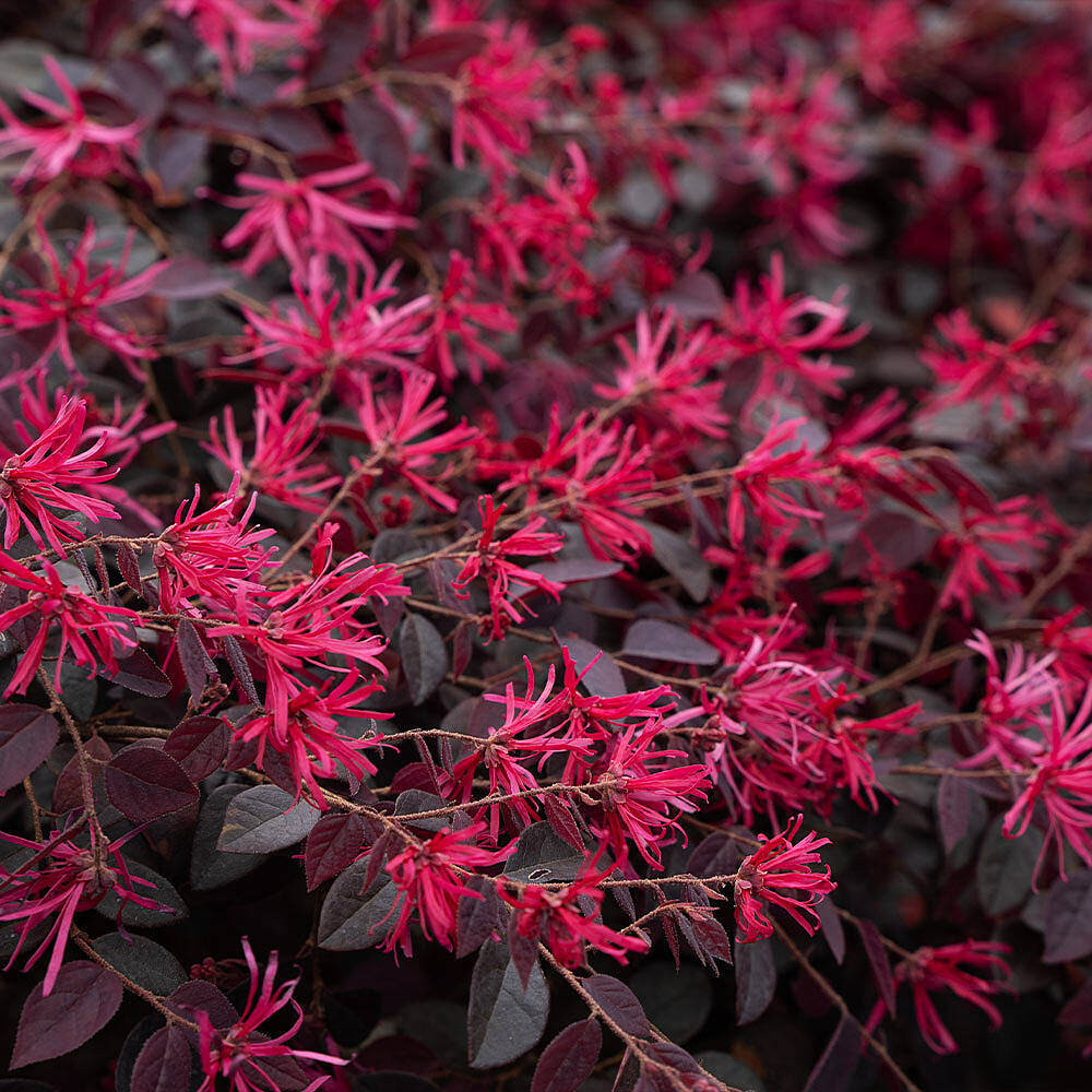 Bloomables® Cerise Charm Loropetalum