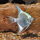 Neon Blue Dwarf Gourami