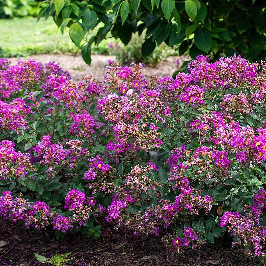 Bloomables® Bellini® Grape Crape Myrtle