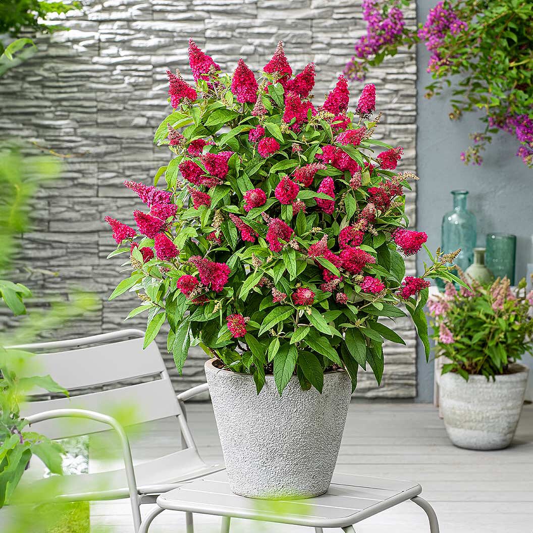 Butterfly Candy® Li'l Raspberry Butterfly Bush