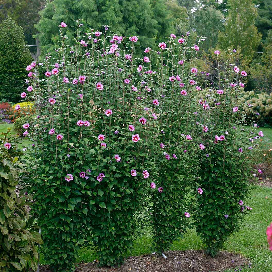 Proven Winners® Purple Pillar® Rose of Sharon Althea