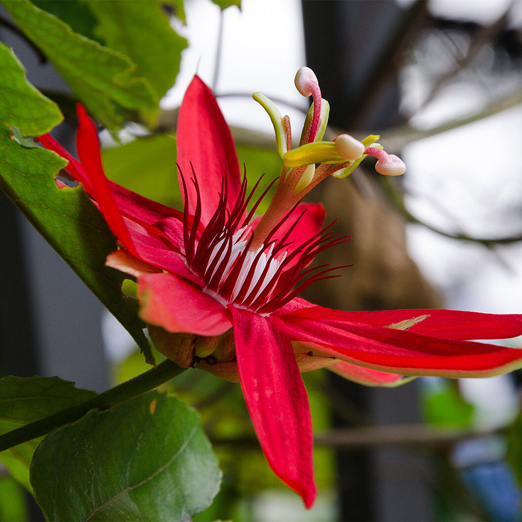 Red Passion Flower