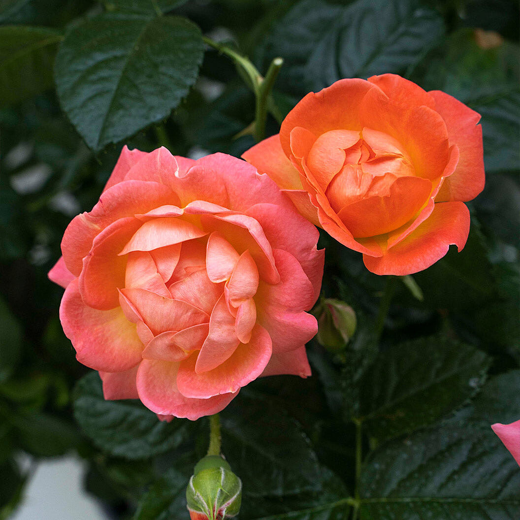 Orange Glow Knock Out® Rose