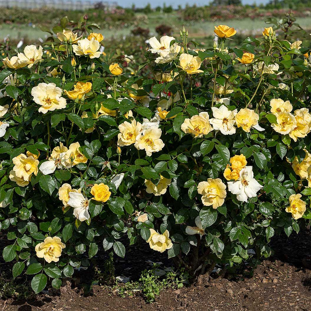 Easy Bee-zy Knock Out® Rose