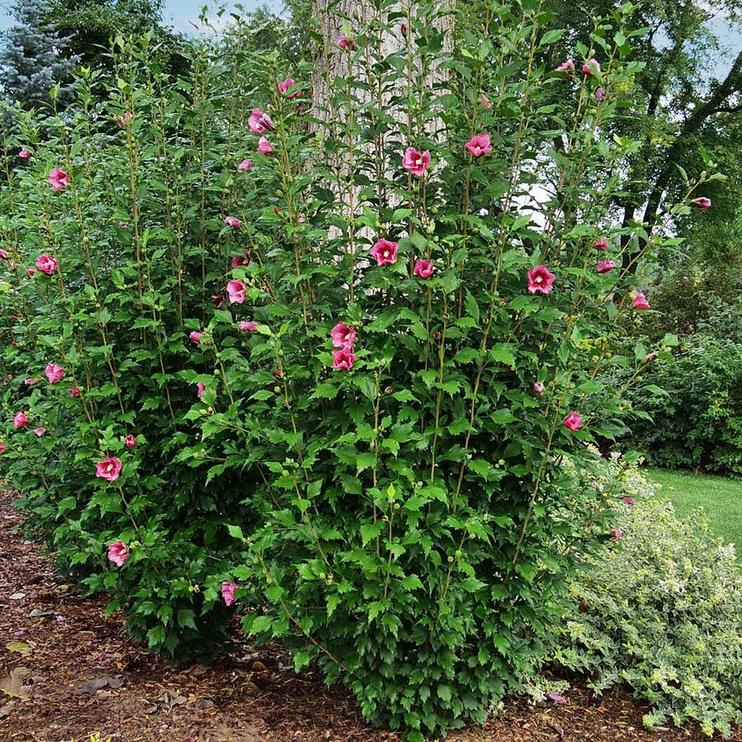 Proven Winners® Red Pillar® Rose of Sharon Althea