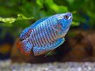 Panda Corydoras 1"- 2"