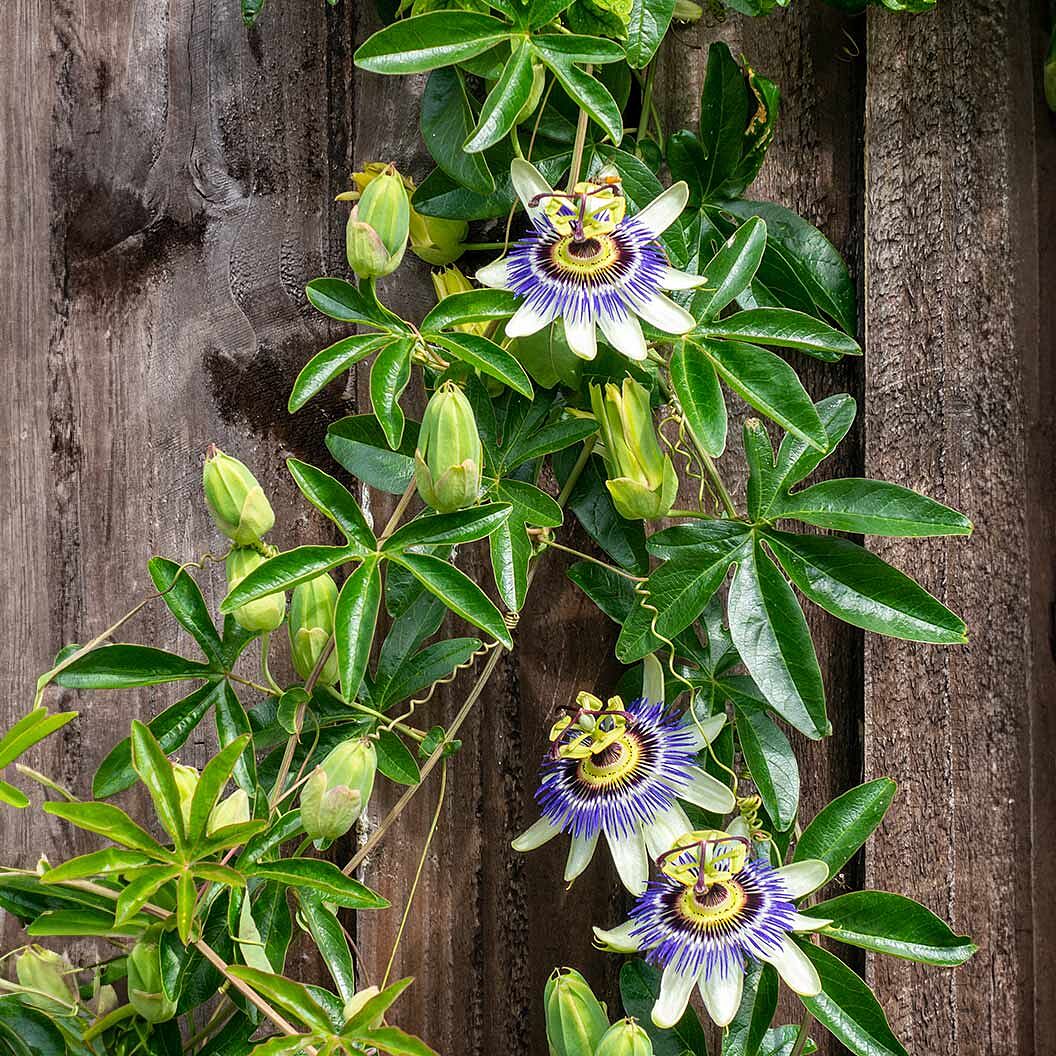 Frederick Passion Fruit Vine