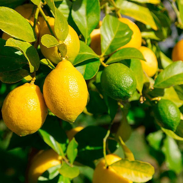 Lemon-Lime Citrus Tree