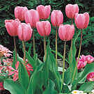 Guinevere Jumbo Perennial Tulip - Pink Darwin Hybrid Tulip – Breck's