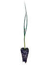 Product image for Leek Seedlings